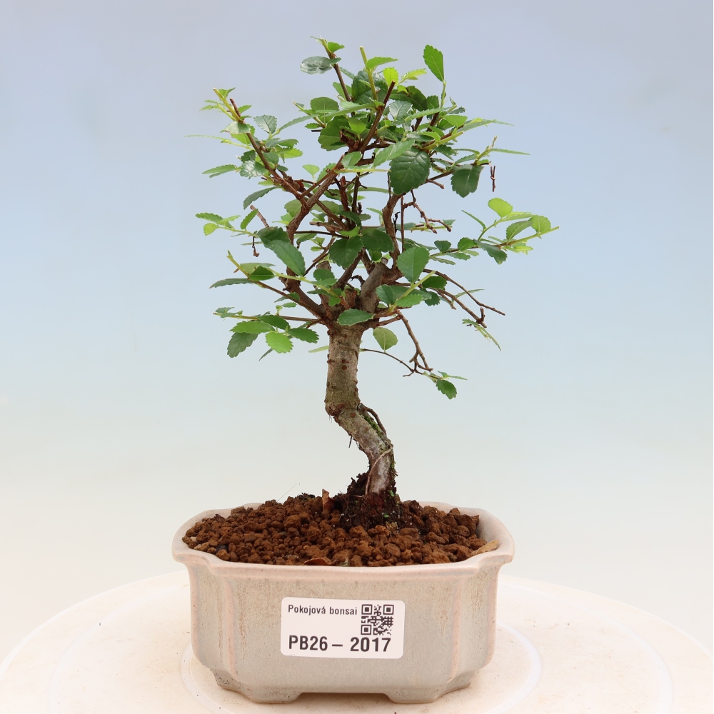Bonsaï de chambre - Ulmus parvifolia - Orme à petites feuilles