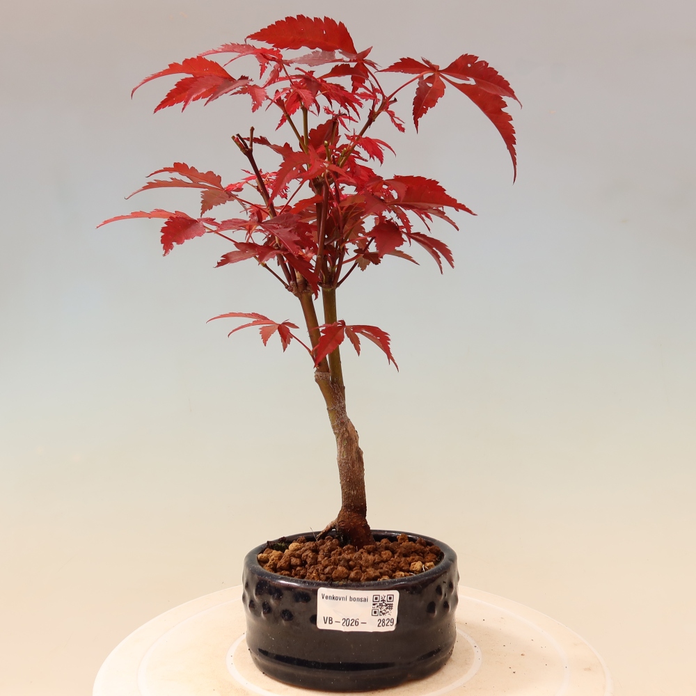 Bonsaï d'extérieur - Acer palm. Atropurpureum-Javor palmate