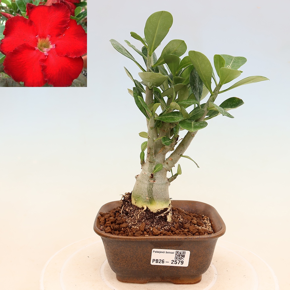 Bonsaï d'intérieur - Adenium obesum Red Star - Rose du désert