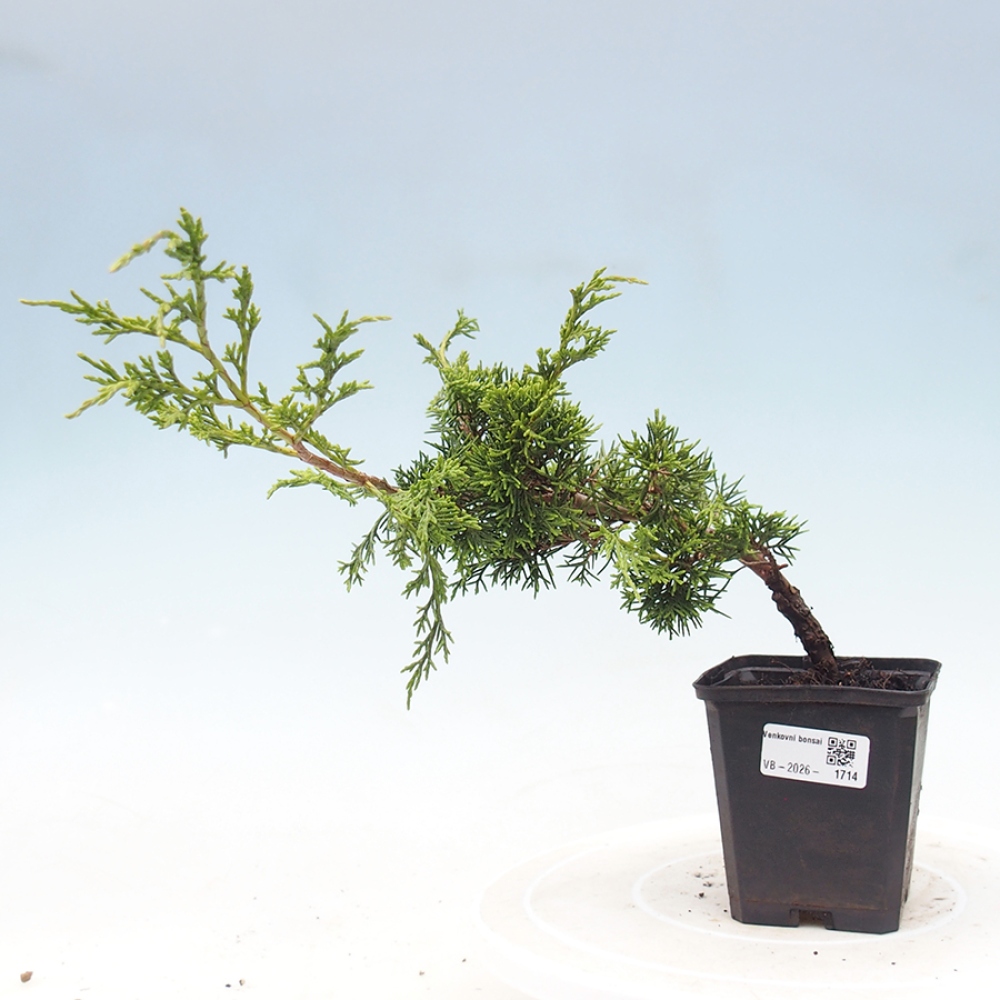Bonsaï d'extérieur - Juniperus chinensis Itoigawa