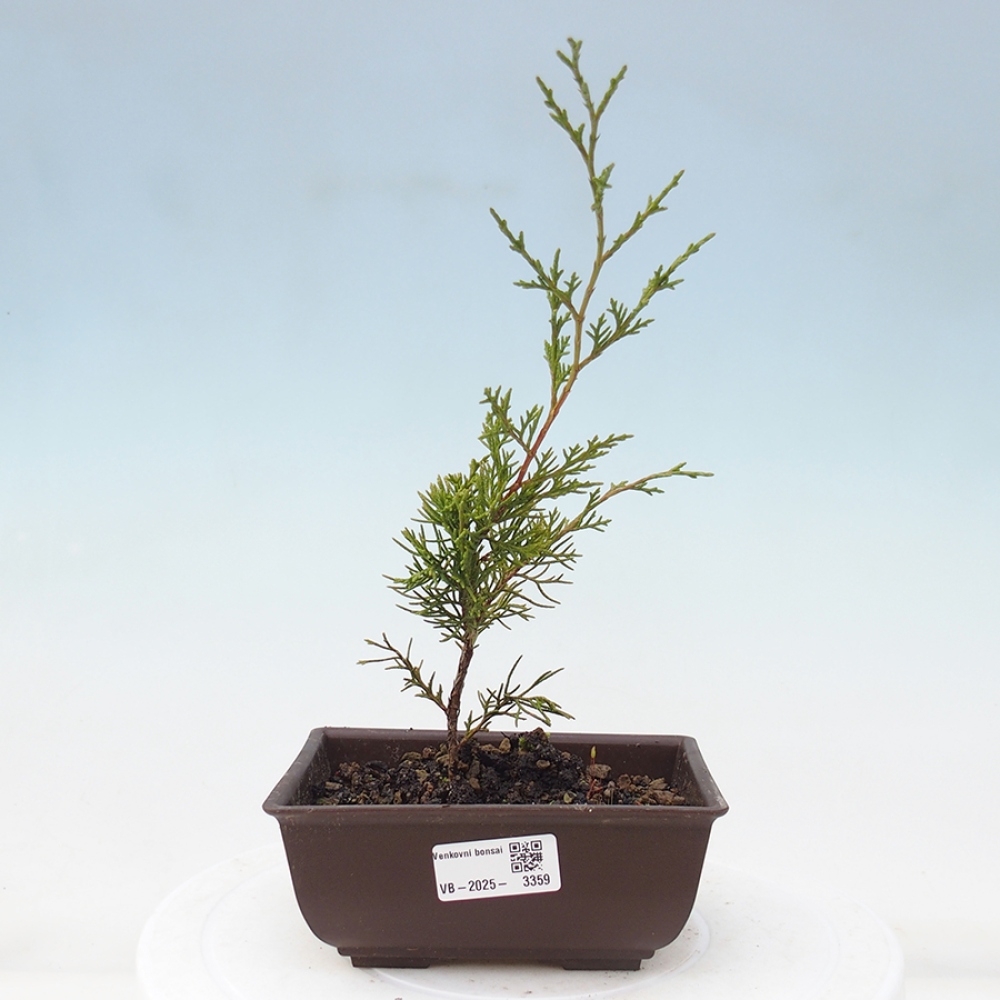 Bonsaï d'extérieur - Juniperus chinensis Itoigawa