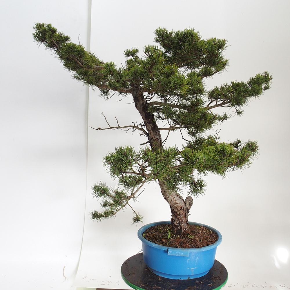 Yamadori - Pinus sylvestris Espagne