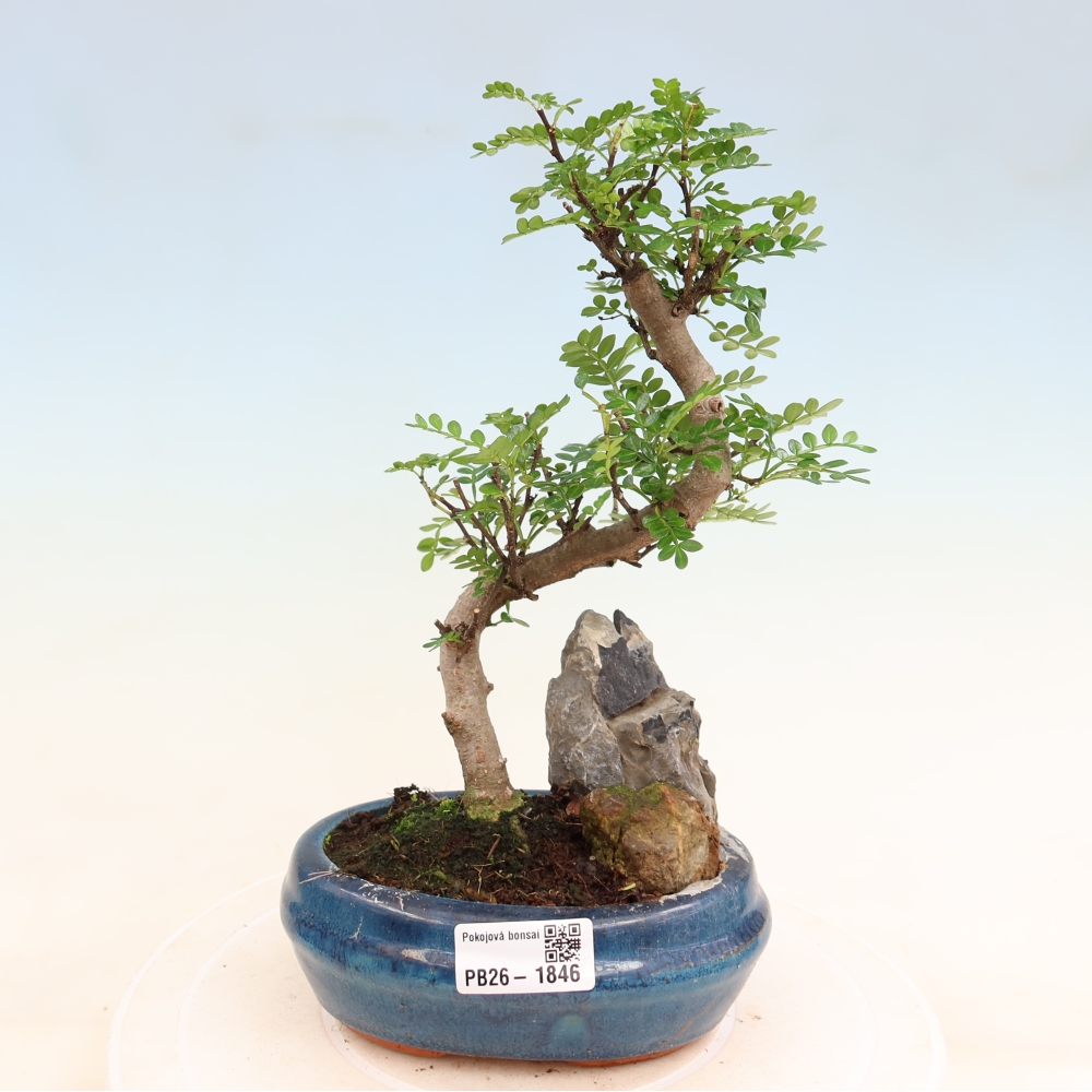 Salle bonsaï - Zantoxylum piperitum - arbre à poivre