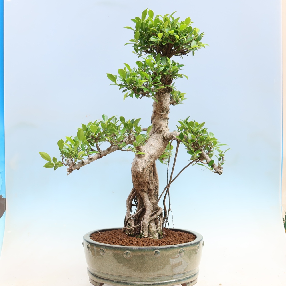 Salle bonsaï - Ficus kimmen - ficus à petites feuilles