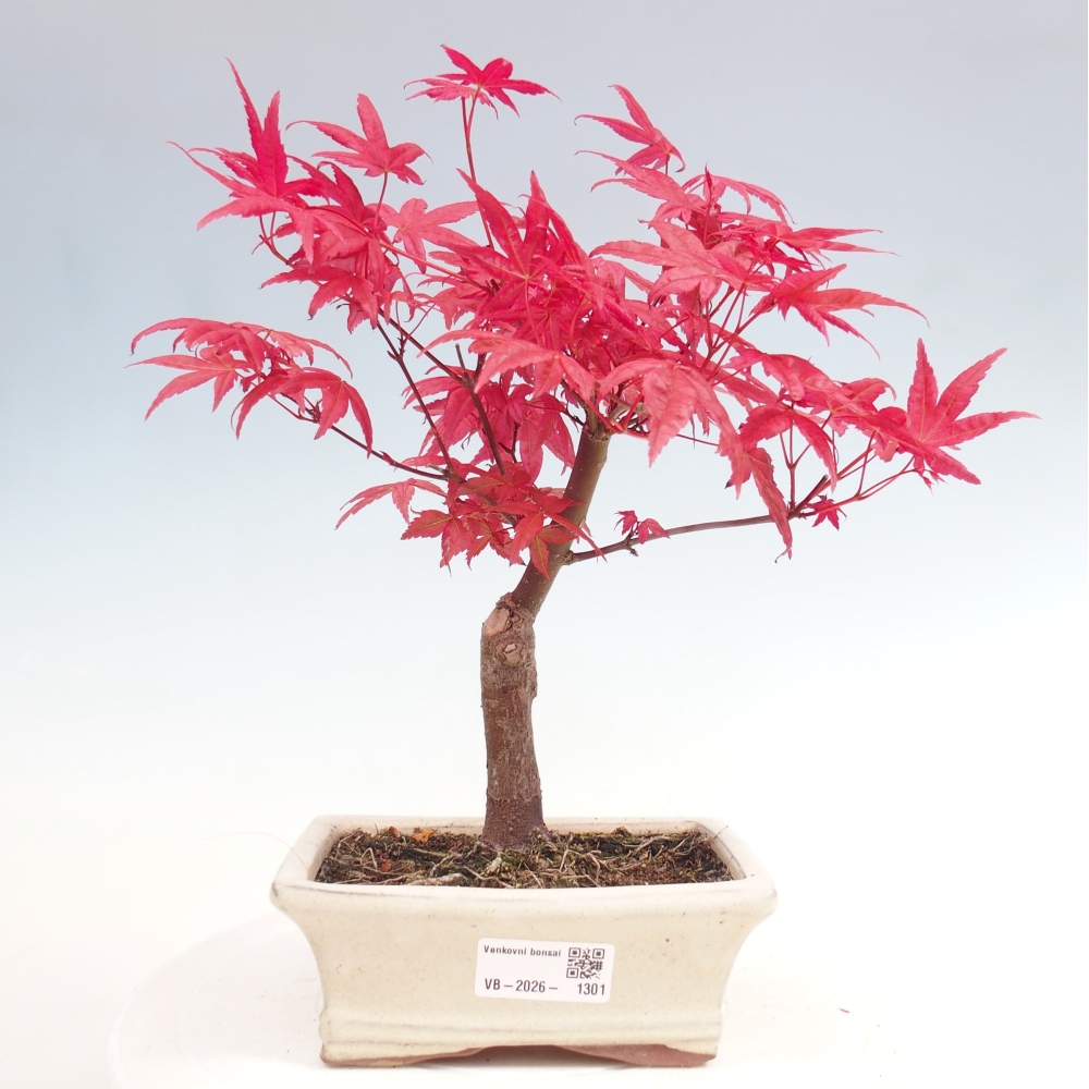 Bonsaï d'extérieur - Acer palmatum DESHOJO