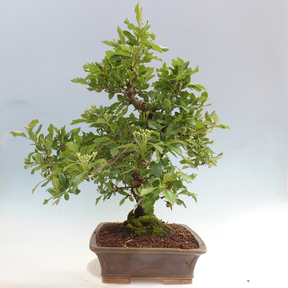 Bonsaï d'extérieur - Aubépine - Crataegus cuneata