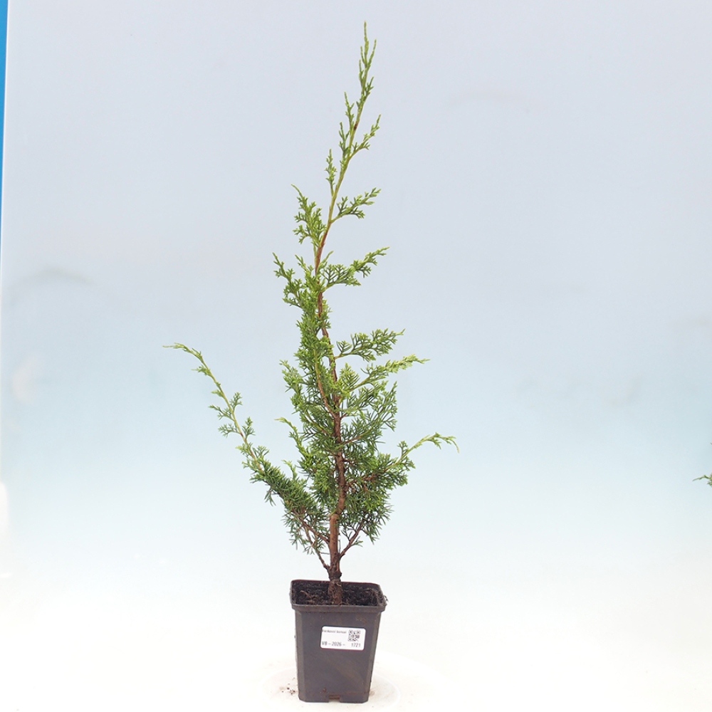 Bonsaï d'extérieur - Juniperus chinensis Itoigawa