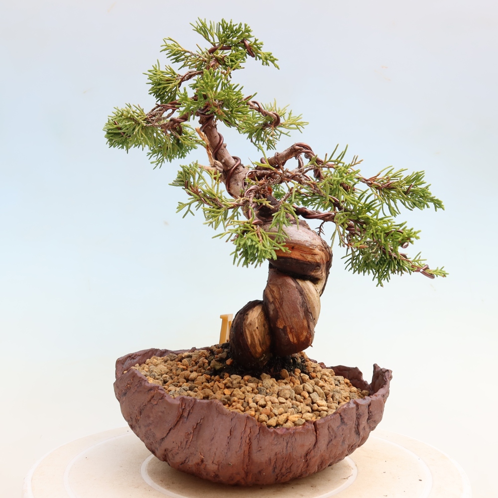 Bonsaï d'extérieur - Juniperus chinensis Itoigawa-Juniperus chinensis