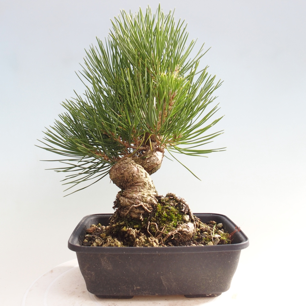 Bonsaï d'extérieur - Pinus thunbergii - Pin de Thunberg
