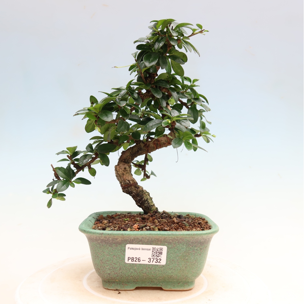 Bonsaï de chambre - Carmona macrophylla - Tea fuki