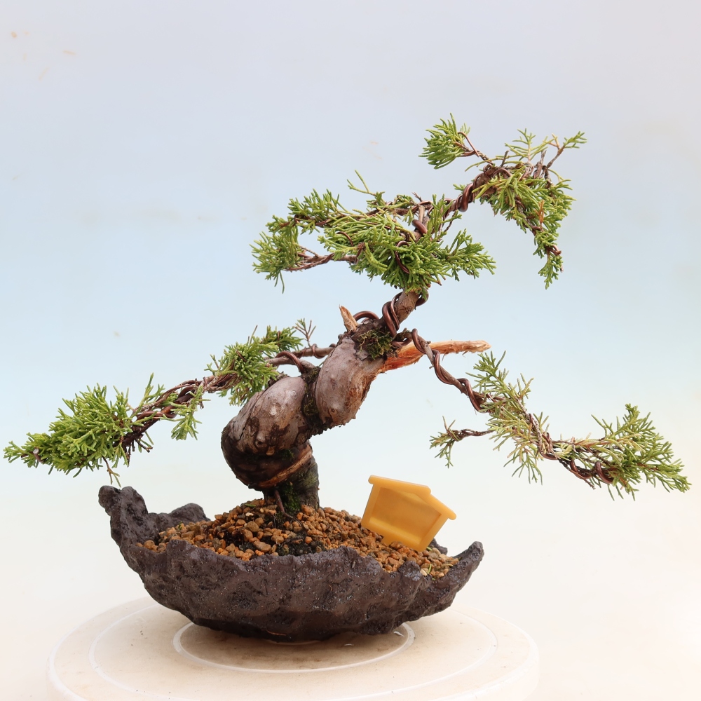 Bonsaï d'extérieur - Juniperus chinensis Itoigawa-Juniperus chinensis