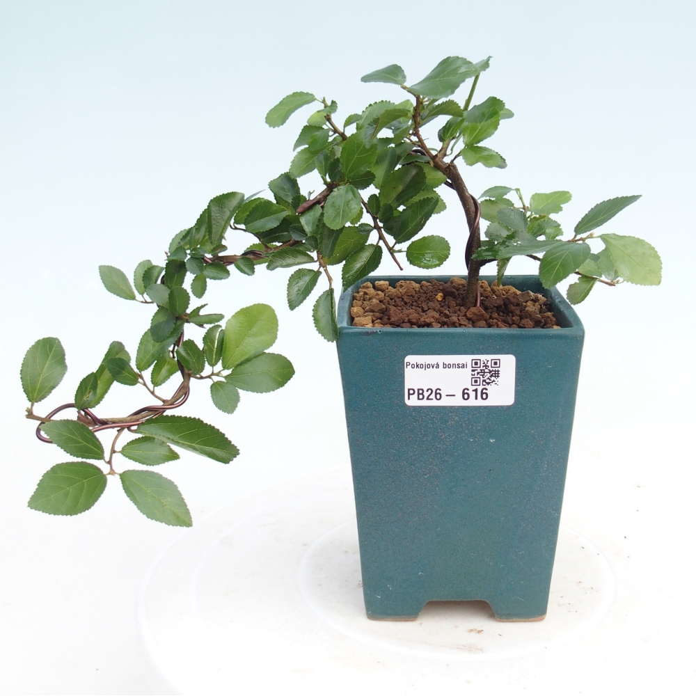 Bonsaï d'intérieur - Grewia occidentalis - Etoile de mer lavande