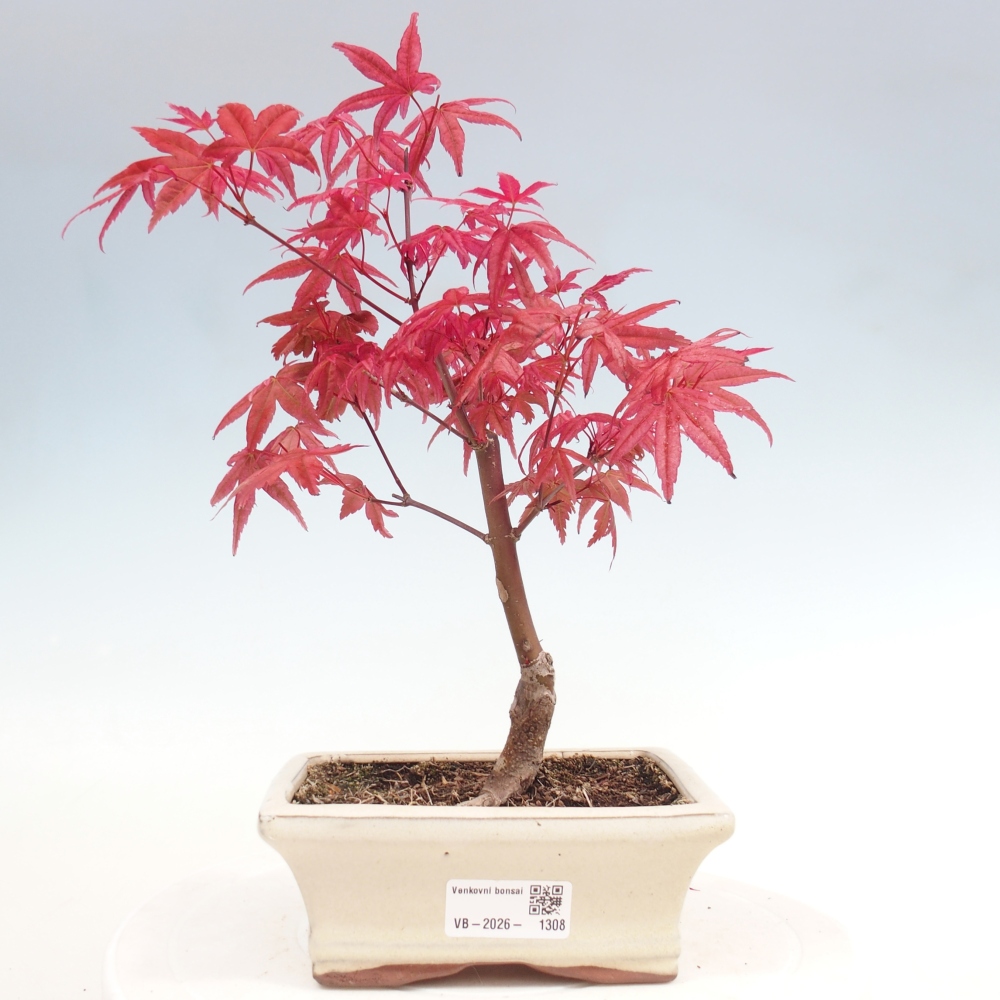 Bonsaï d'extérieur - Acer palmatum DESHOJO
