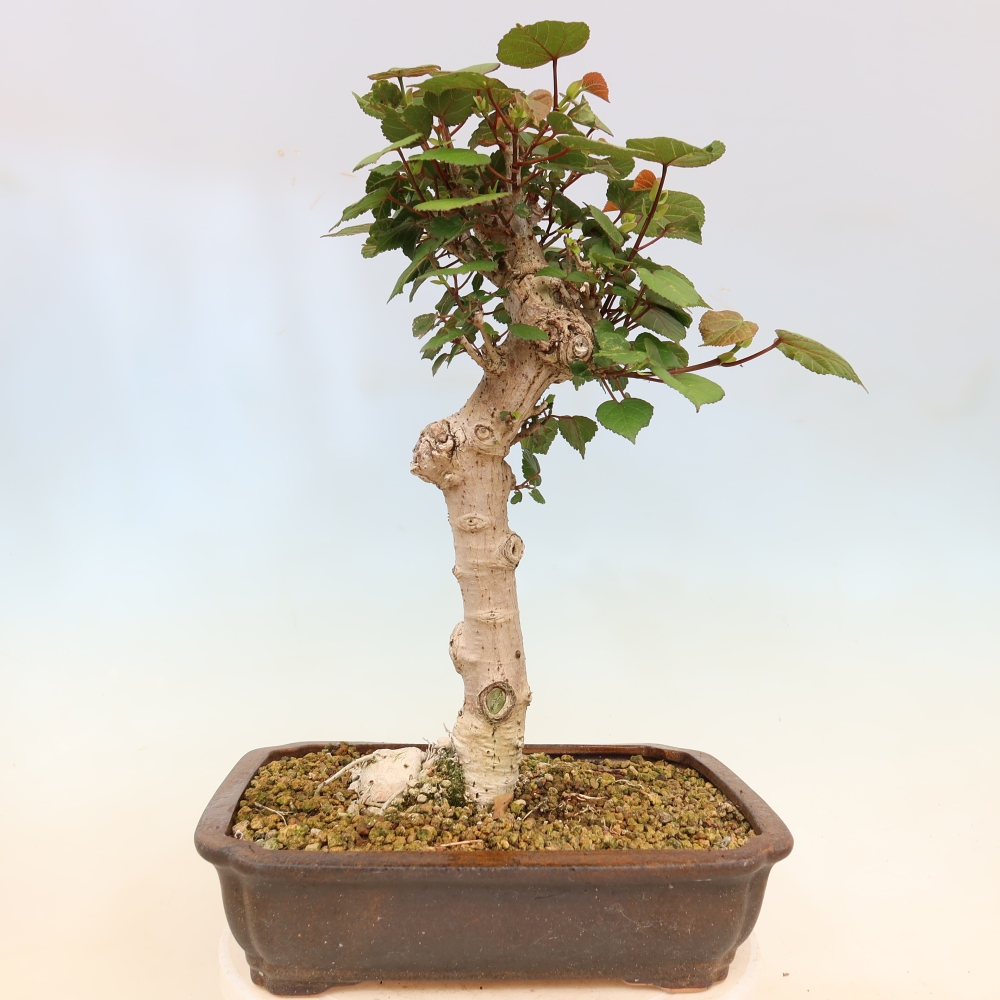 Bonsaï d'intérieur - Hibiscus tiliaceus - Hibiscus de mer