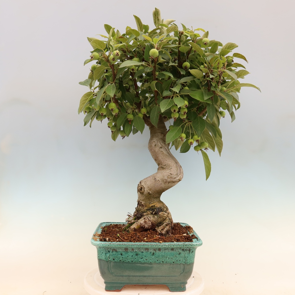 Bonsaï d'extérieur -Malus halliana - Pommier à petits fruits