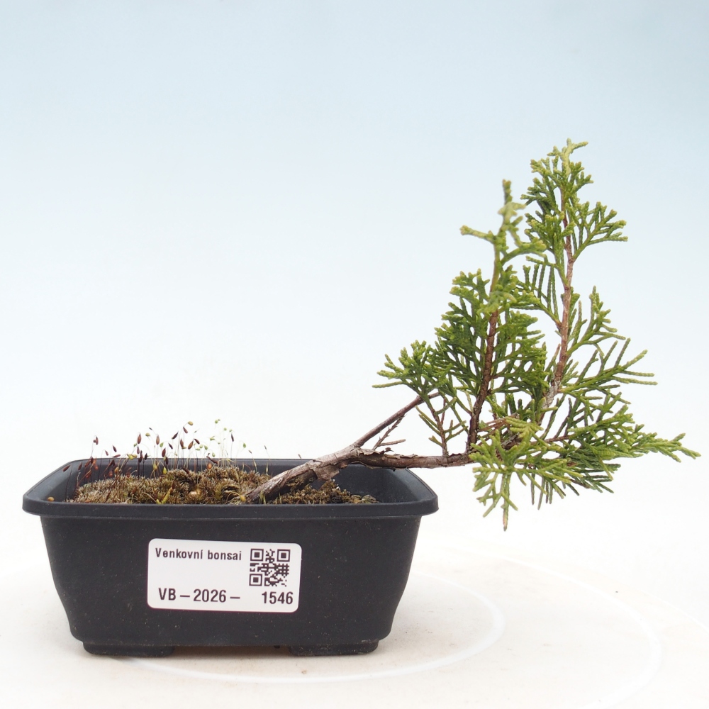 Bonsaï d'extérieur - Juniperus chinensis Itoigawa