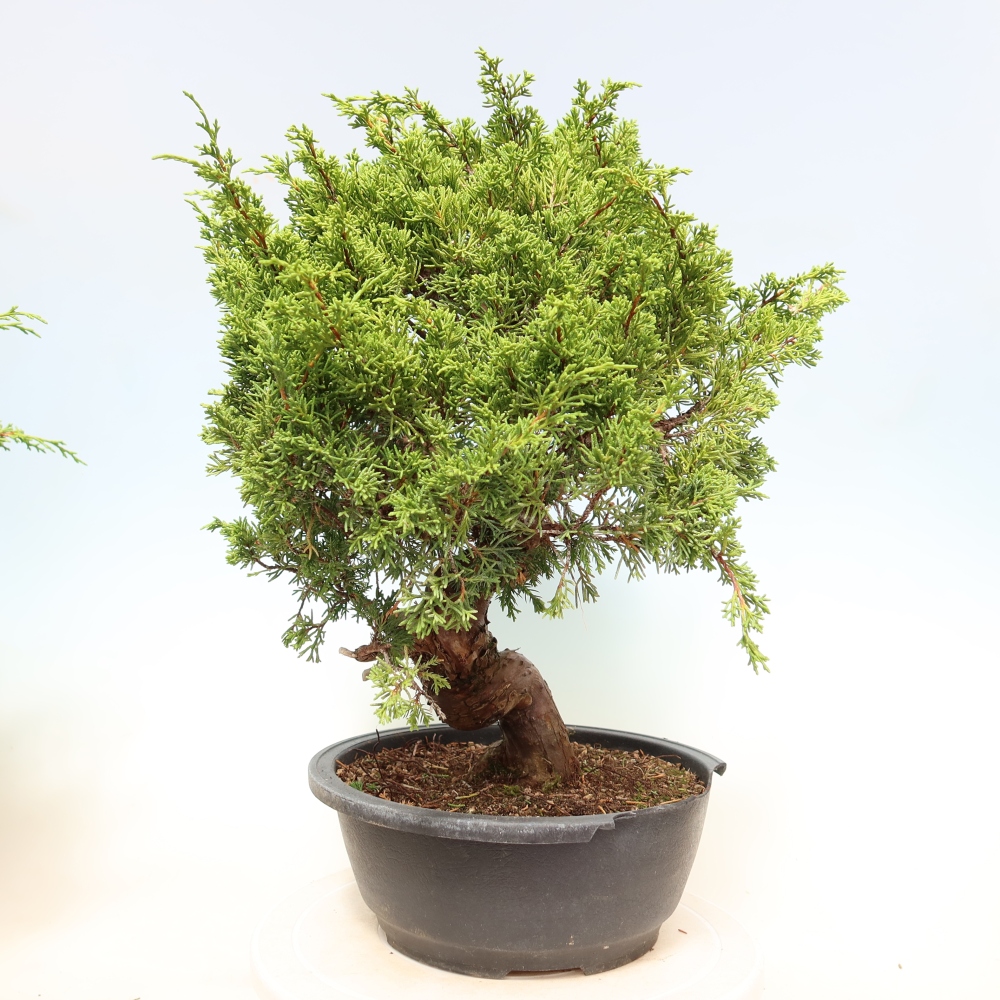Bonsaï d'extérieur - Juniperus chinensis Itoigawa-Juniperus chinensis