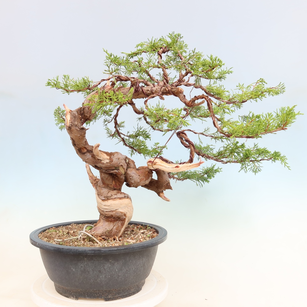 Bonsaï d'extérieur - Juniperus chinensis Itoigawa-Juniperus chinensis