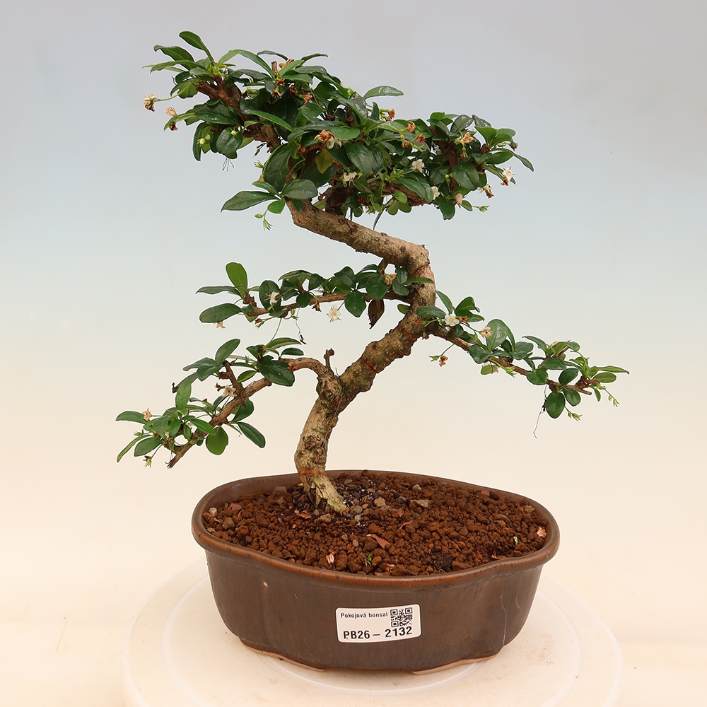 Bonsaï de chambre - Carmona macrophylla - Tea fuki