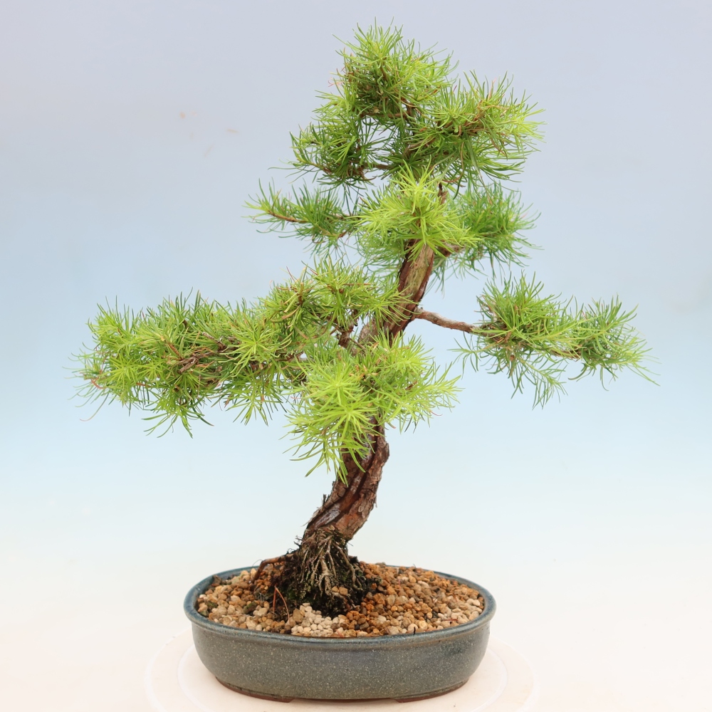 Bonsaï d'extérieur -Larix decidua - Mélèze