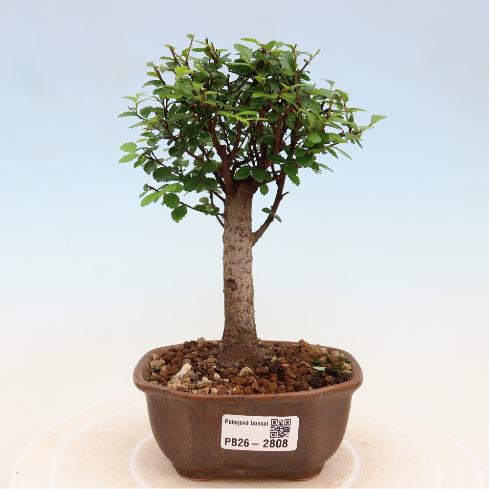 Bonsaï de chambre - Ulmus parvifolia - Orme à petites feuilles