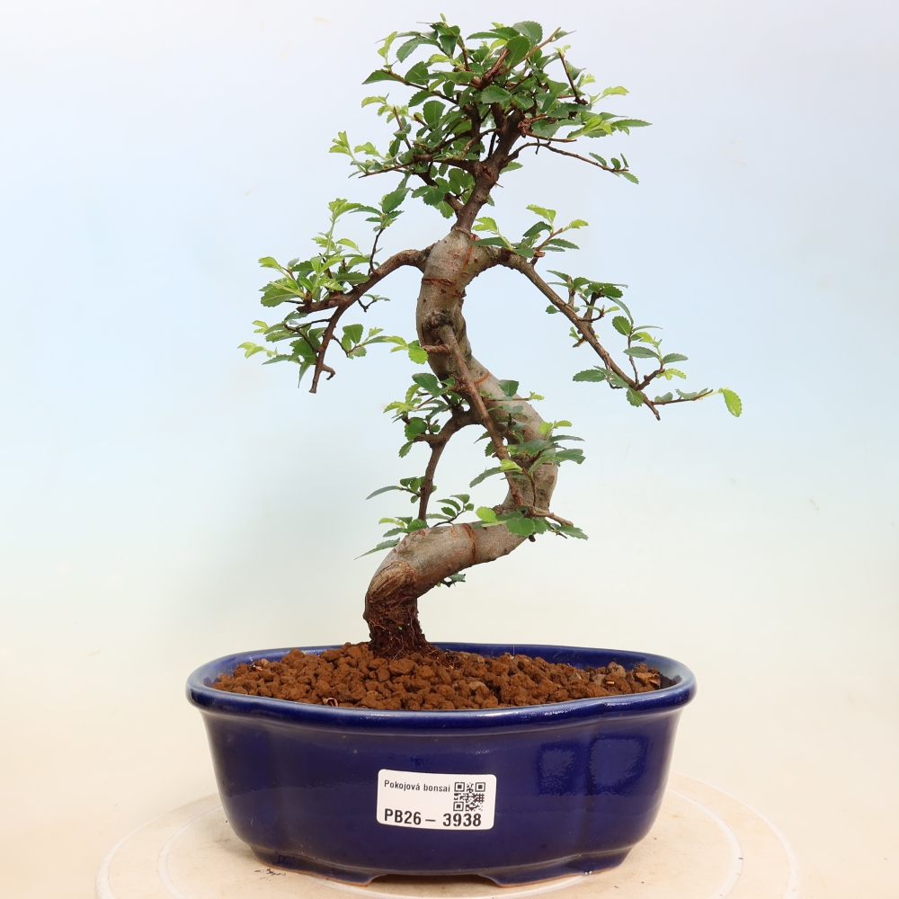 Bonsaï de chambre - Ulmus parvifolia - Orme à petites feuilles