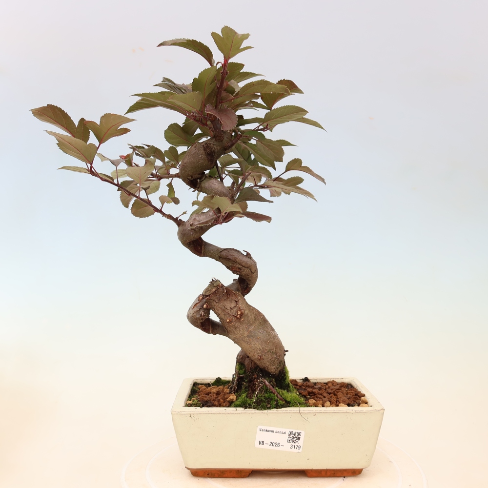 Bonsaï d'extérieur -Malus domestica - Pommier à petits fruits et à feuilles rouges