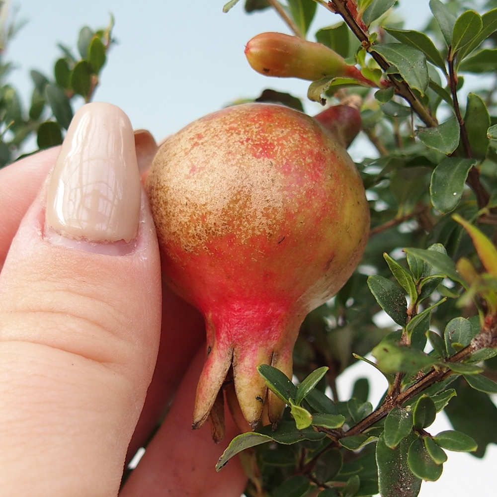 Bonsaï de chambre-PUNICA granatum nana-Pomme grenat