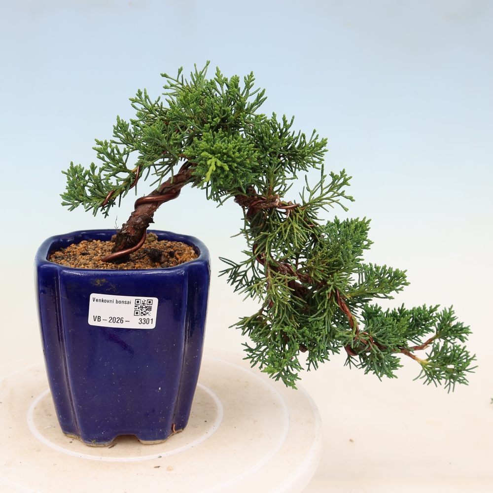 Bonsaï d'extérieur - Juniperus chinensis Kishu