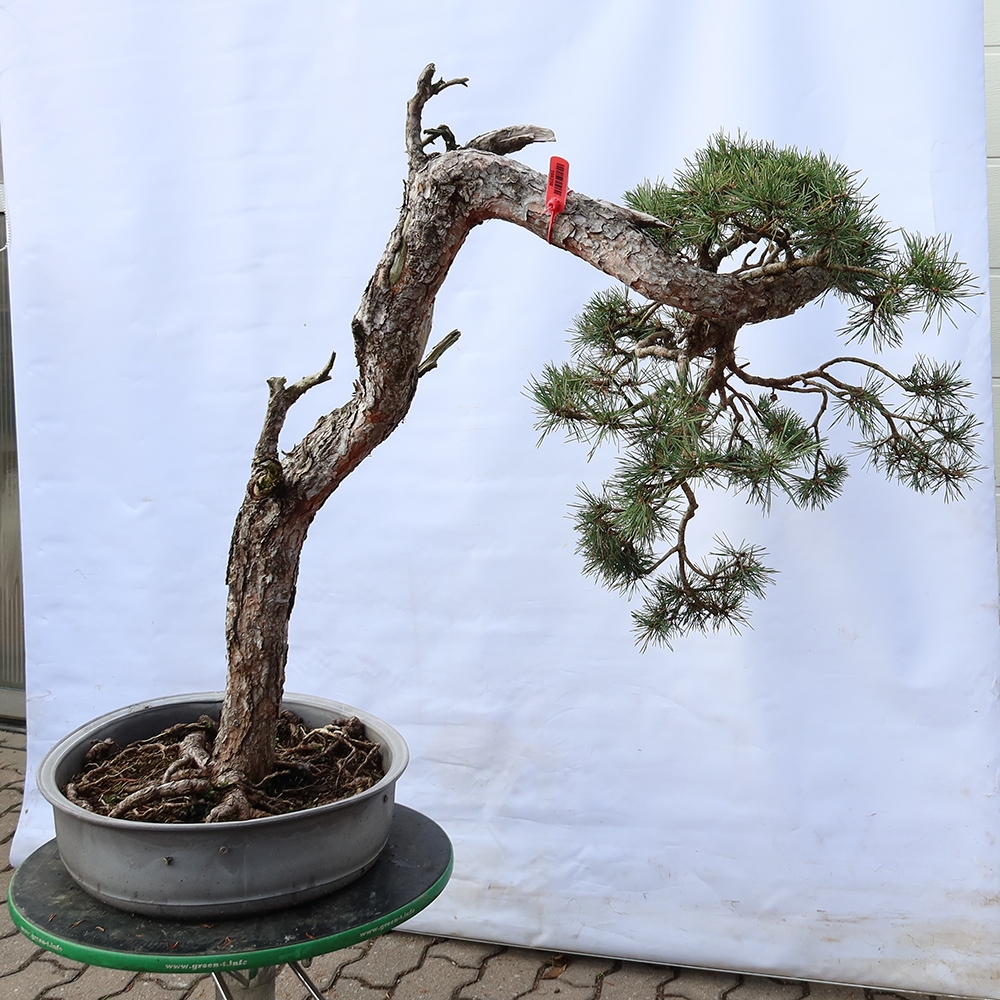 Pinus sylvestris Espagne - pin sylvestre