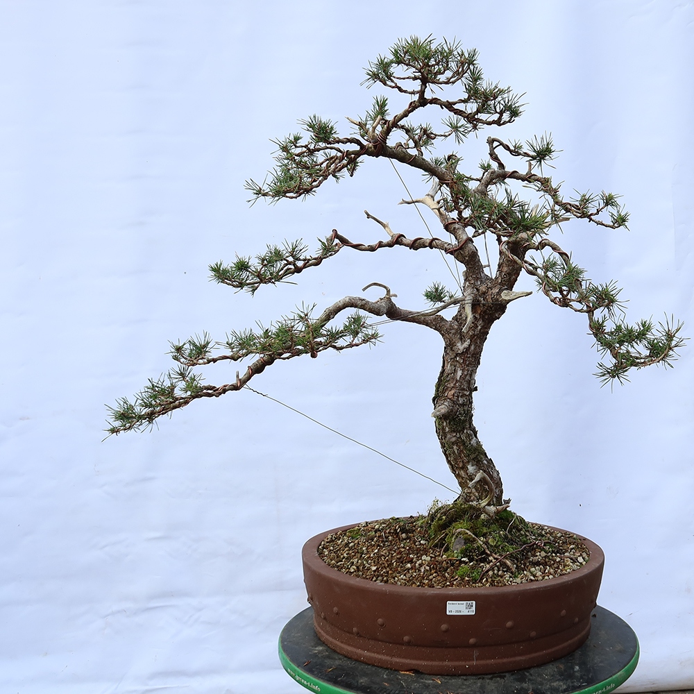 Pinus sylvestris Espagne - pin sylvestre