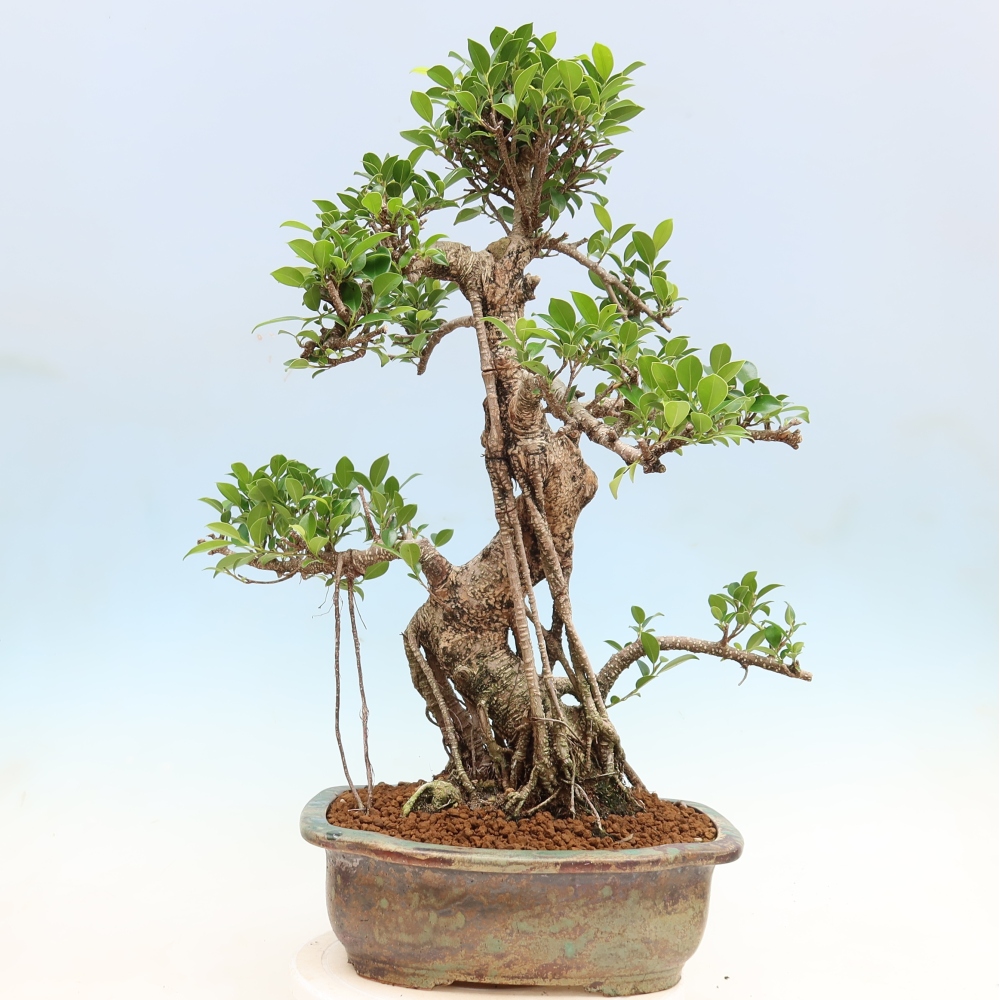Salle bonsaï - Ficus kimmen - ficus à petites feuilles