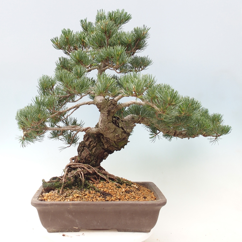 Bonsaï d'extérieur - Pinus parviflora - Pinus parviflora
