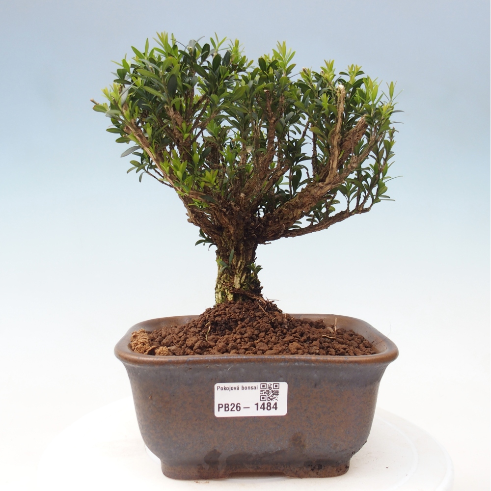 Bonsaï de chambre - Buxus harlandii - buxus liège