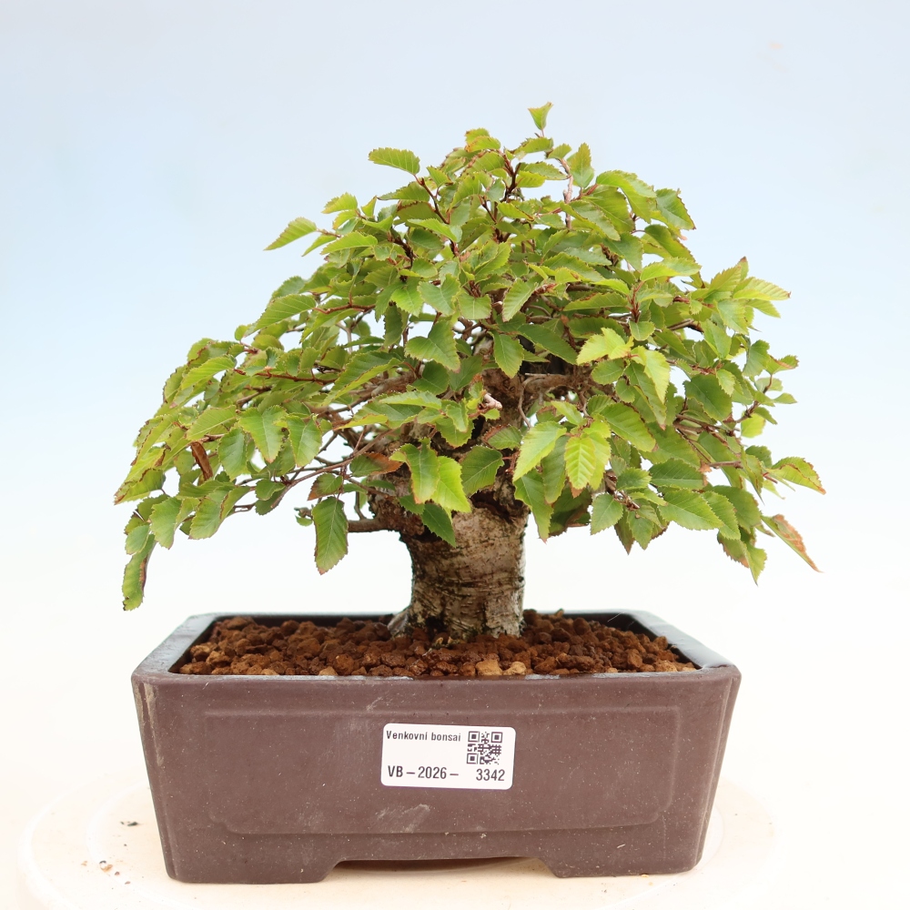 Bonsaï d'extérieur -Carpinus Coreana - Charme de Corée