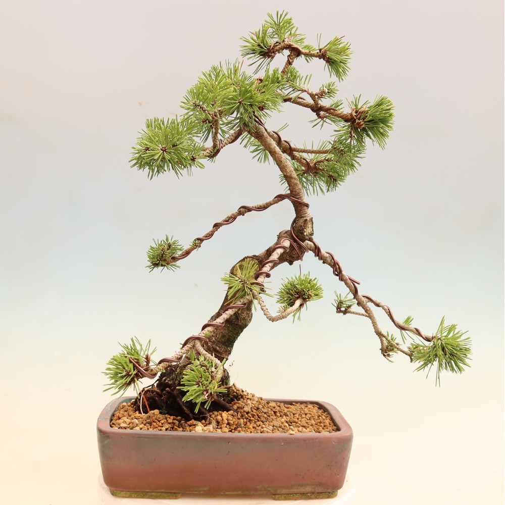 Bonsaï d'extérieur - Pinus mugo Humpy  - Pin nain