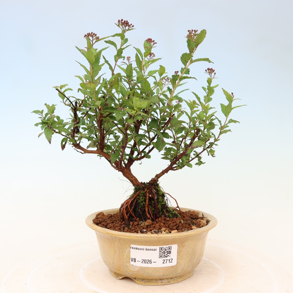 Bonsaï d'extérieur - spirée du Japon - Spirea japonica Anthony Waterer
