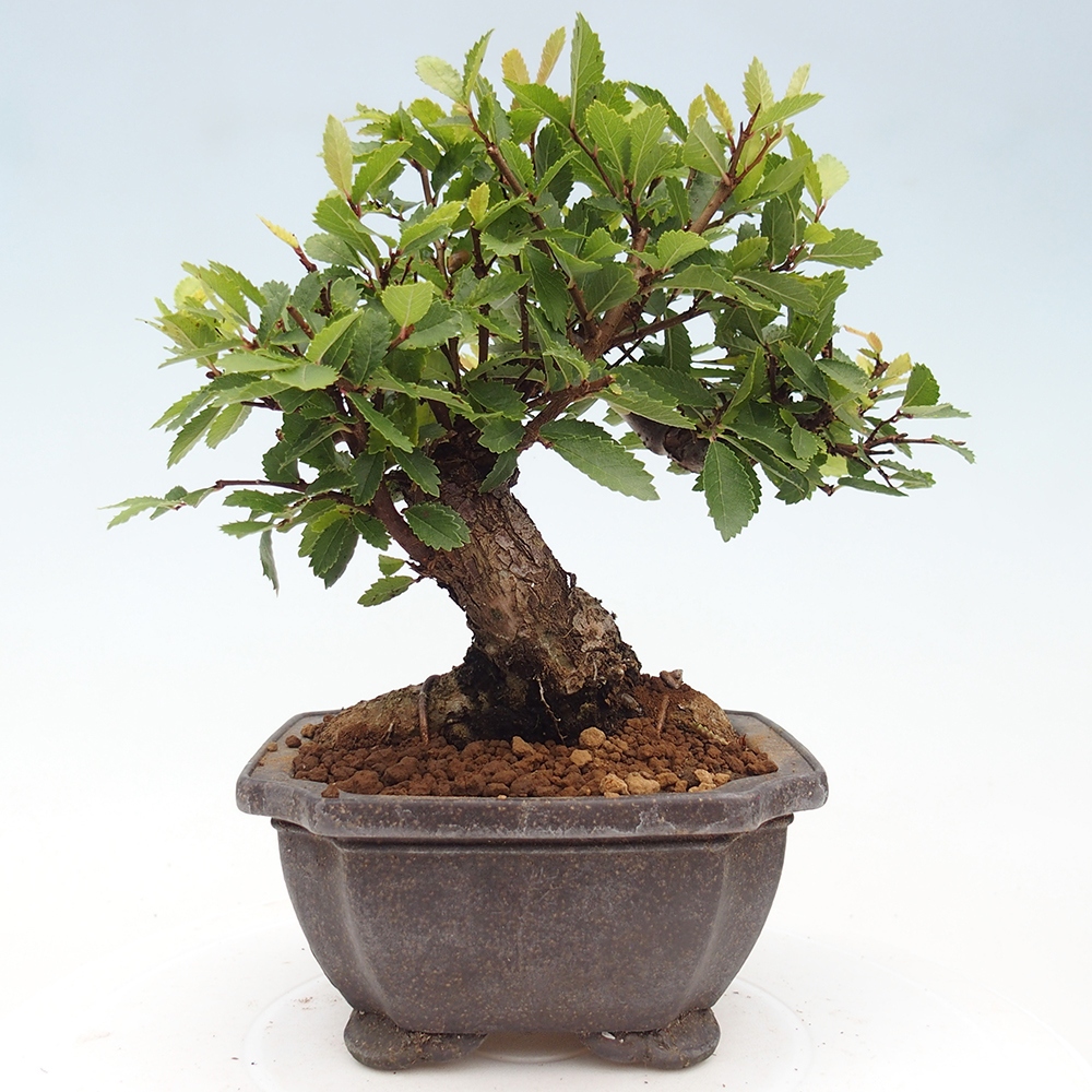 Bonsaï d'extérieur - Zelkova - Zelkova NIRE