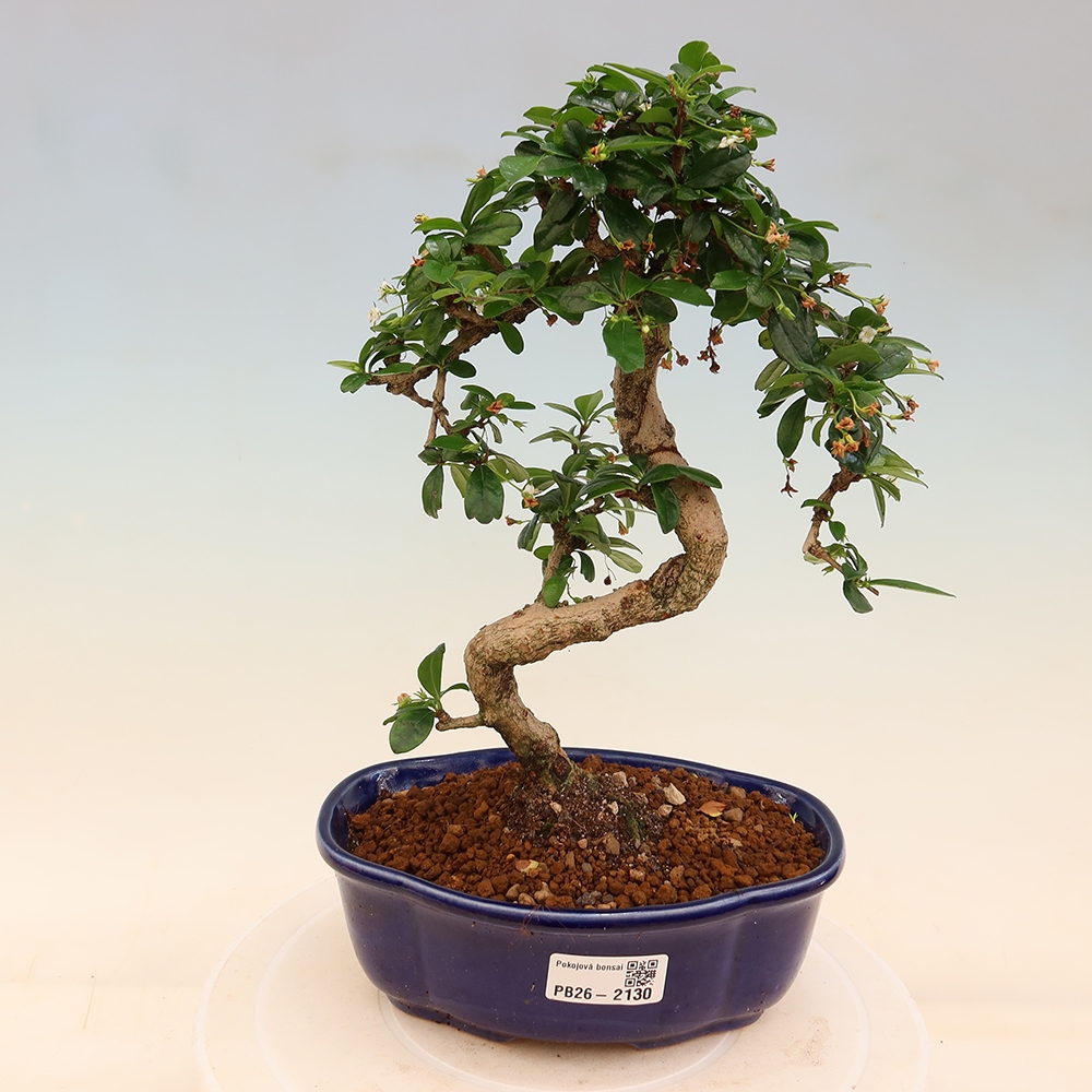 Bonsaï de chambre - Carmona macrophylla - Tea fuki