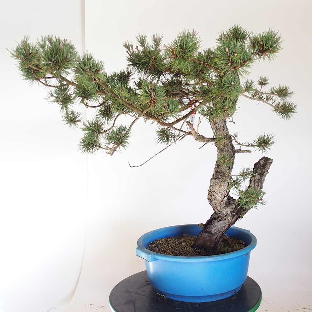 Yamadori - Pinus sylvestris Espagne