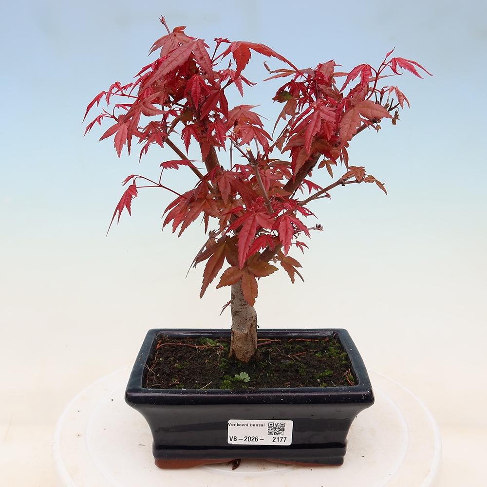 Bonsaï d'extérieur - Acer palmatum DESHOJO
