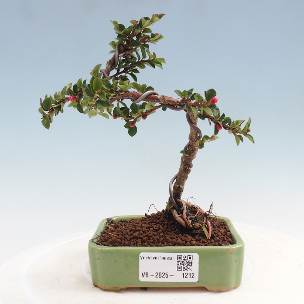 Bonsaï d'extérieur - Cotoneaster horizontalis - Rocky Mountain