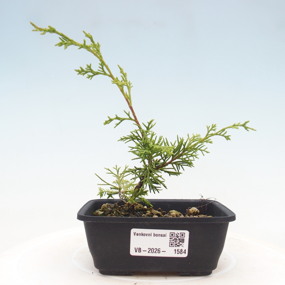 Bonsaï d'extérieur - Juniperus chinensis Itoigawa