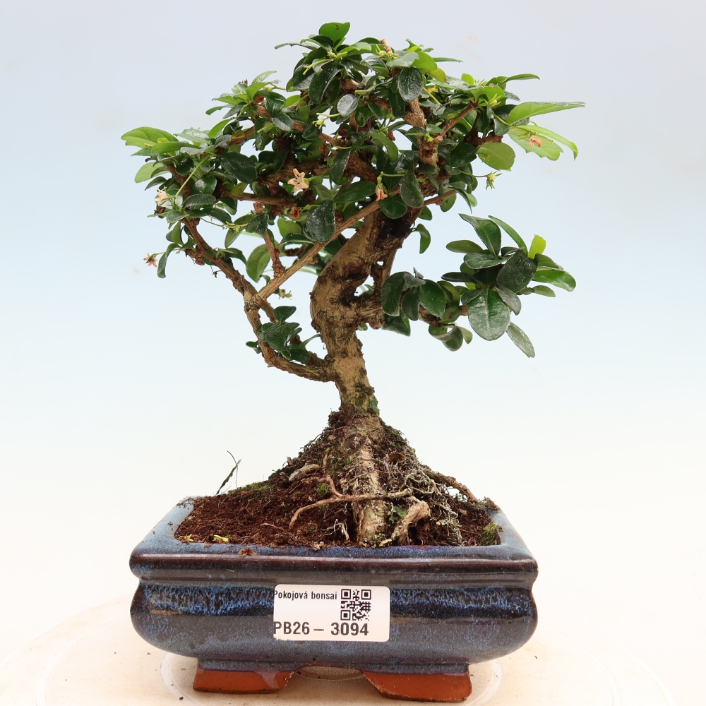 Bonsaï de chambre - Carmona macrophylla - Tea fuki