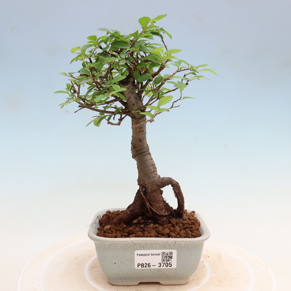 Bonsaï de chambre - Ulmus parvifolia - Orme à petites feuilles