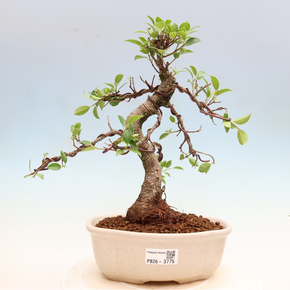 Salle bonsaï - Ficus kimmen - ficus à petites feuilles