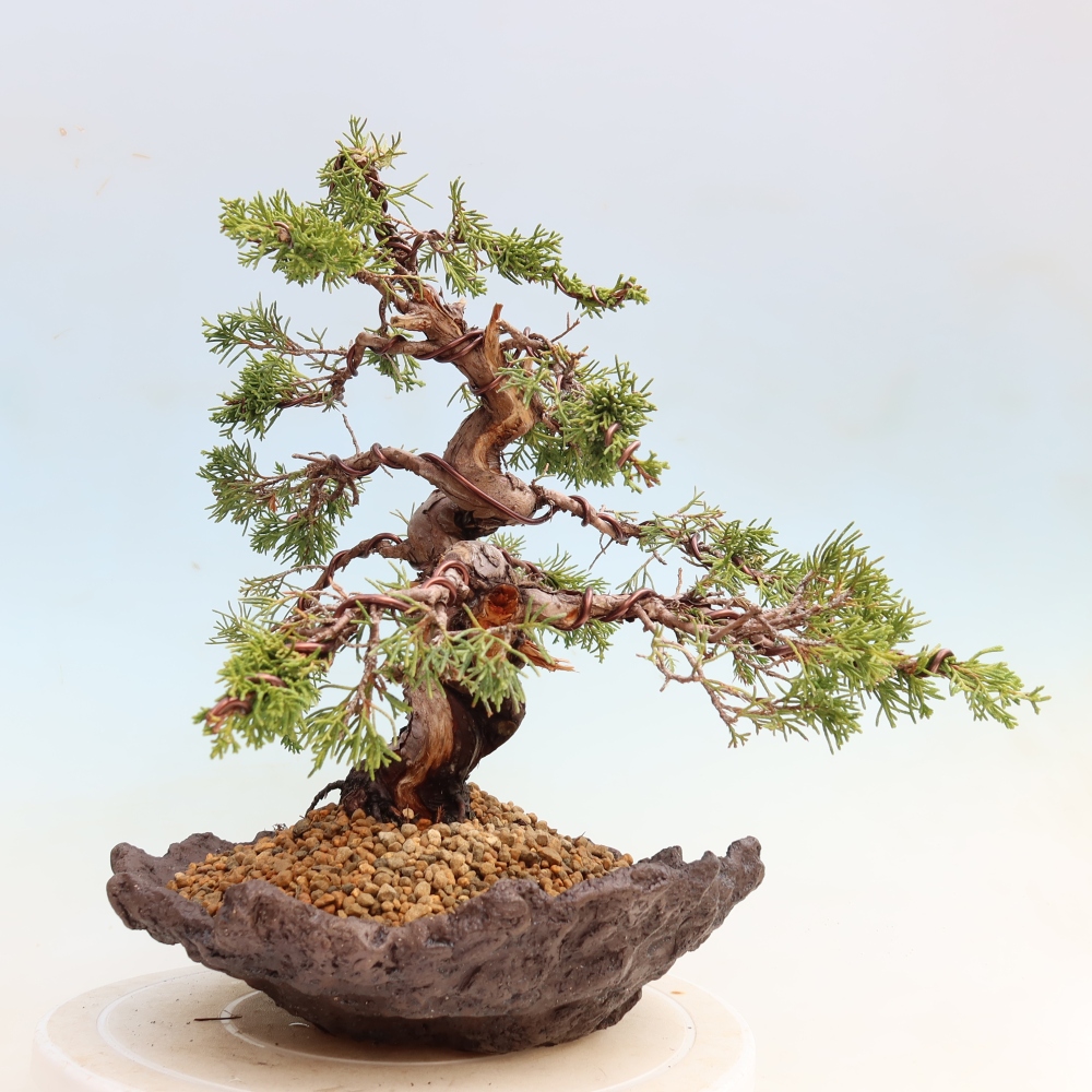 Bonsaï d'extérieur - Juniperus chinensis Itoigawa-Juniperus chinensis