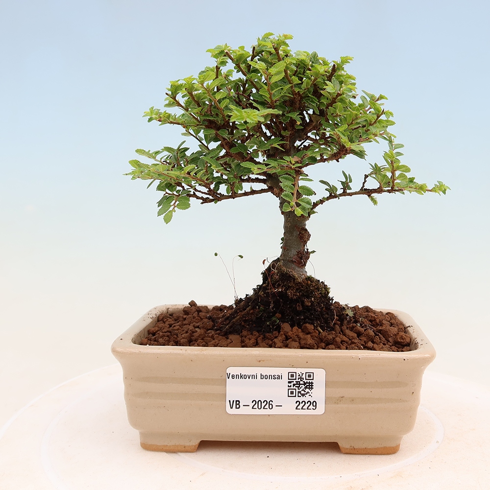 Bonsaï d'extérieur - Ulmus parvifolia Sagei - Orme à petites feuilles