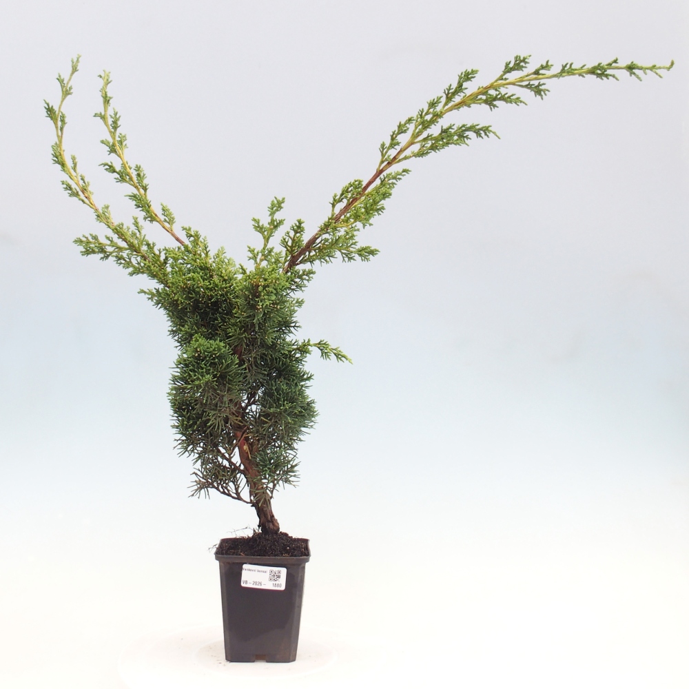 Bonsaï d'extérieur - Juniperus chinensis Kishu