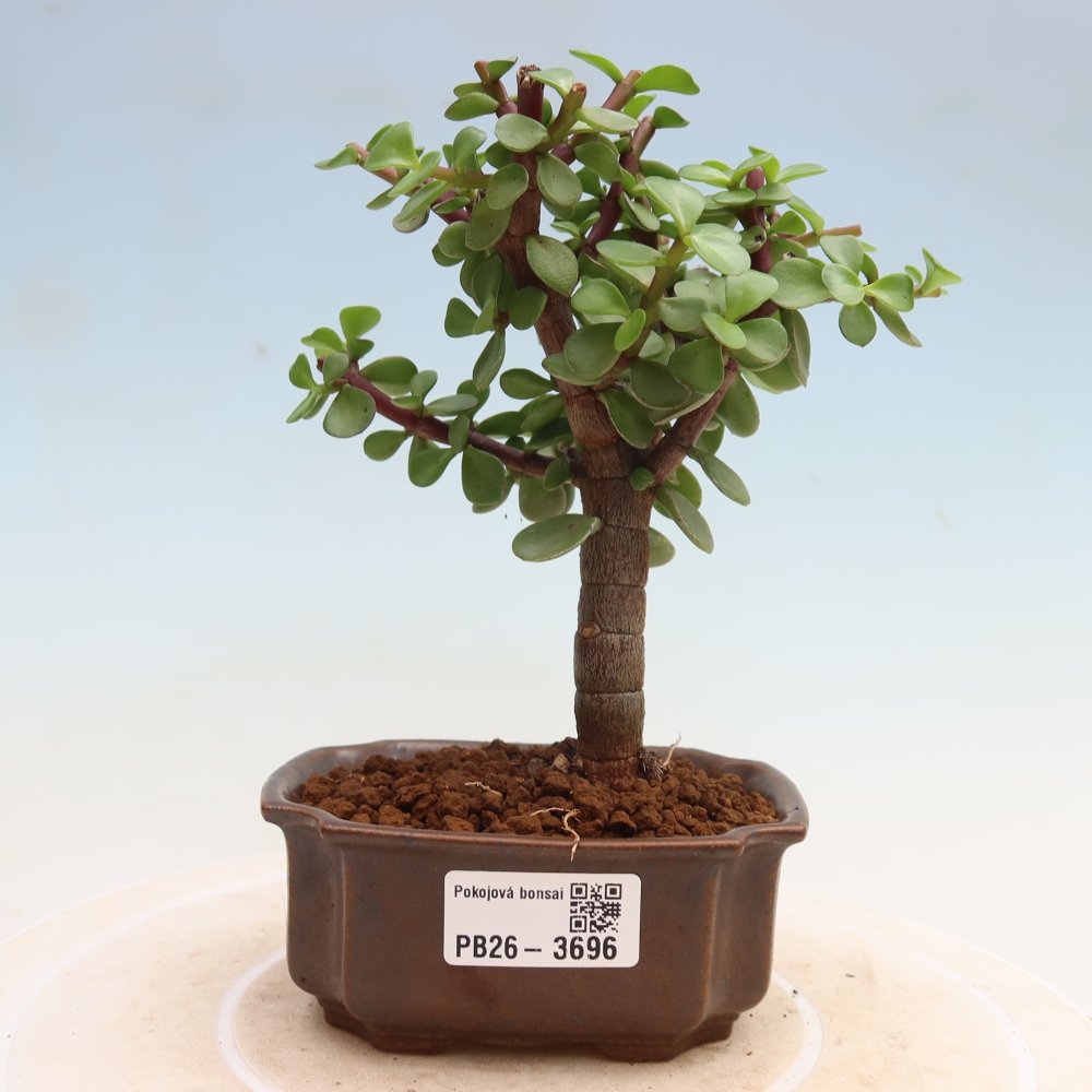 Bonsaï de chambre - Portulakaria Afra - Tlustice